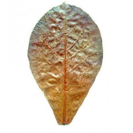 Индийский миндальный лист, 1 шт
