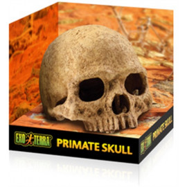 Exo Terra Primate Skull - декорация череп человека.