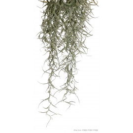 Растение ExoTerra Spanish Moss большое фото